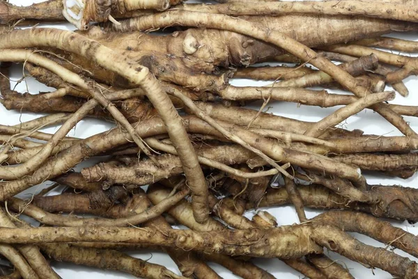 Fresh Dandelion Roots Lat Taraxacum Officinale White Very Good Detoxication — стоковое фото
