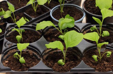 Yeniden kullanılabilir plastik tepside, tahta masada patlıcan tohumları. Evde tohumdan yetişen patlıcan filizleri.