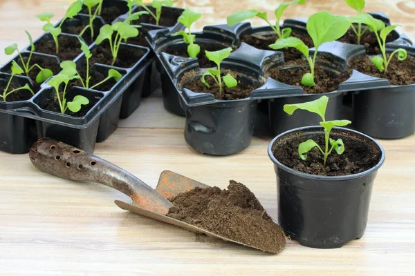 茄子幼苗在木制桌子上的可重复使用的塑料托盘中 从种子中培育出的茄子芽 — 图库照片