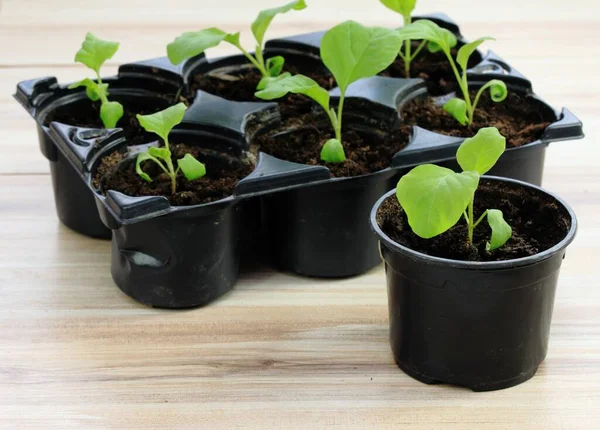 Eggplant Seedlings Reusable Plastic Tray Wooden Table Sprouts Eggplants Grown — Photo