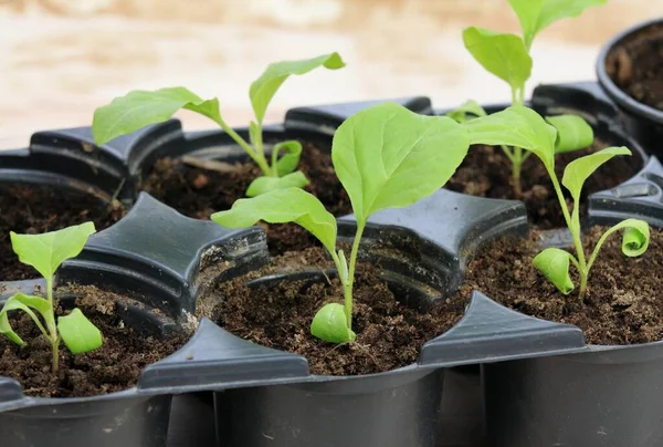 茄子幼苗在木制桌子上的可重复使用的塑料托盘中 从种子中培育出的茄子芽 — 图库照片