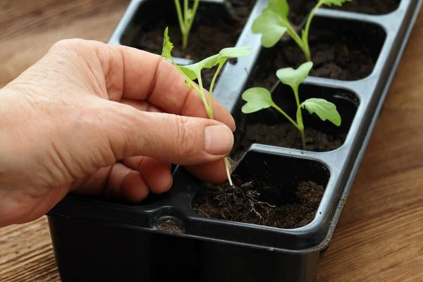 木製のテーブルの上に再利用可能なプラスチックトレイに白いコフラビの苗を植える 種子から自宅で栽培されたキャベツコフラビの芽 — ストック写真