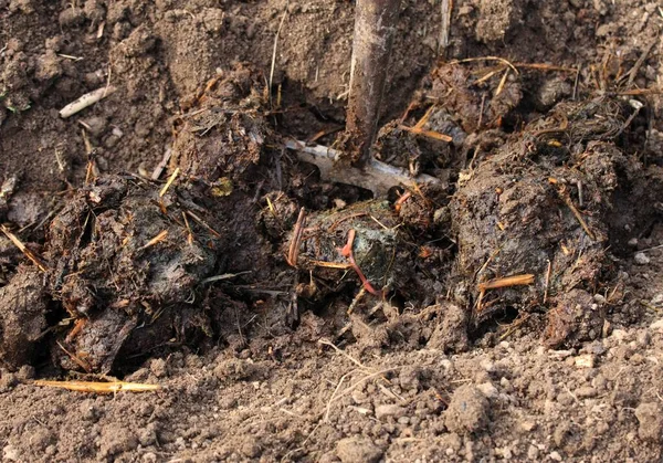Biologische Mest Tuin Sluiten Van Stapel Mest Met Regenwormen Voorste — Stockfoto