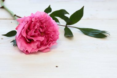 Beyaz arka planda kırmızı şakayık. Paeonia suffruticos. Dağ ağacı ya da ahşap masadaki Çin ağaç şakayığı olarak da bilinir. 