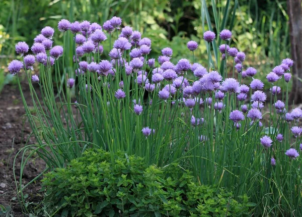 Ciboulette Fleurie Lat Allium Schoenoprasum Origan Dans Jardin Permaculturel Jardinage — Photo