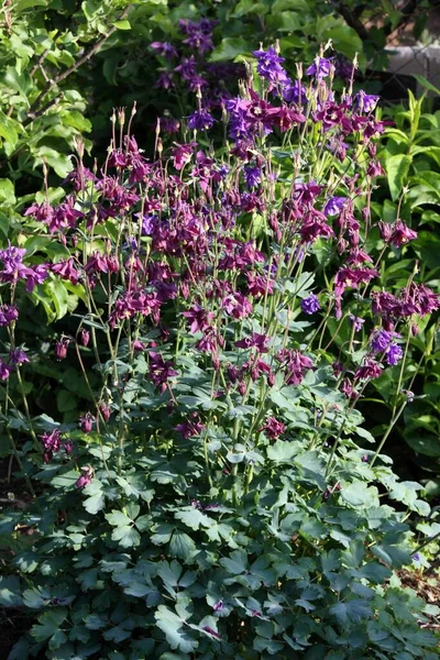 Dark Purple Wild Columbine Flower Lat Aquilegia Vulgaris Front Violet — Stock Photo, Image