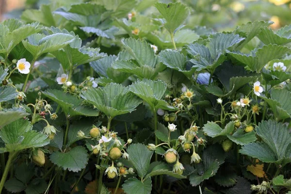 Flowering Ripening Strawberries Organic Garden Natural Background Leaves Flowers Berries — Stock Photo, Image