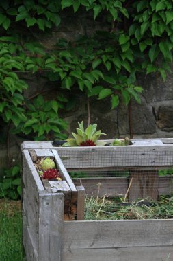 Paletlerden organik atık içeren komposter detayları. Yeniden kullanılabilir konsept. Örümcek ağı ile dekore edilmiş genel ev, Sempervivum tectorum veya tavuklar ve civcivler. 