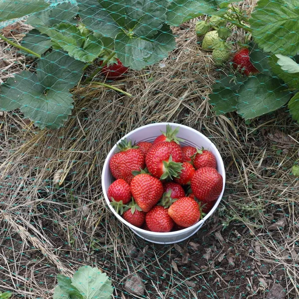 Fresas Salvadas Las Aves Tazón Con Fresas Recogidas Plantas Fresa —  Fotos de Stock