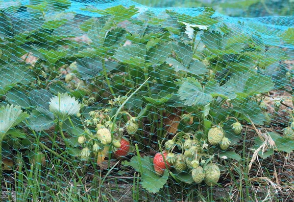 Rijping Aardbeien Beschermd Tegen Spreeuwen Door Net Aardbeiplanten Geteeld Biologische — Stockfoto