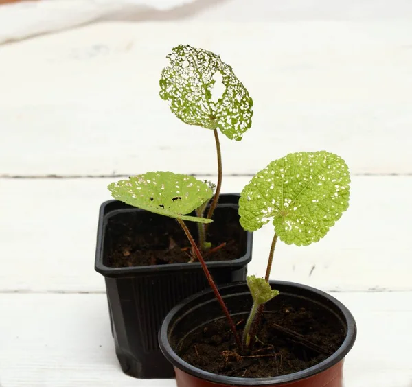 Seedling Alcea Rosea Damaged Cruciferous Flea Phyllotreta Cruciferae Chrysomelidae Leaf — Stock Photo, Image