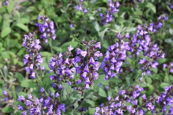 Natural Background Beautiful Sage Lat Salvia Officinalis Blooming Natural Summer — Stock Photo, Image