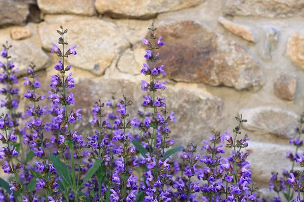 Natural background of beautiful sage, lat. Salvia officinalis, blooming. Natural summer sunny floral background of sage at stone wall. Herbal, scented and culinary herb.