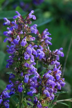Güzel bir bilgenin doğal arka planı, Lat. Salvia memurları, çiçek açıyor. Çiçekli adaçayı, bitkisel, kokulu ve aşçılık bitkisinin doğal yaz çiçekleri..