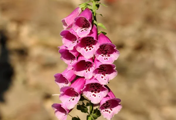 Wild Foxglove Flower Digitalis Purpurea Beautiful Flowers Stone Wall Morning — Stock Photo, Image