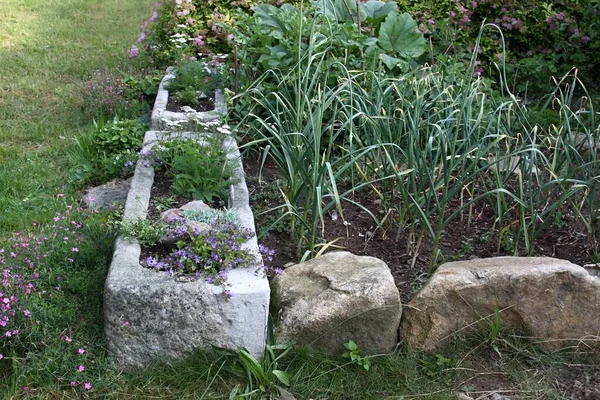 Rustic Edge Vegetable Bed Made Old Trough Flowers Big Stones — Foto Stock