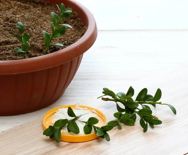 Cuttings Boxwood Lat Buxus Sempervirens Stimulator Breeding Fresh Green Buxus — ストック写真