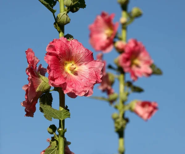 Flower Alcea Rosea Known Red Hollyhock Detail Flower Head Garden — Stock Photo, Image