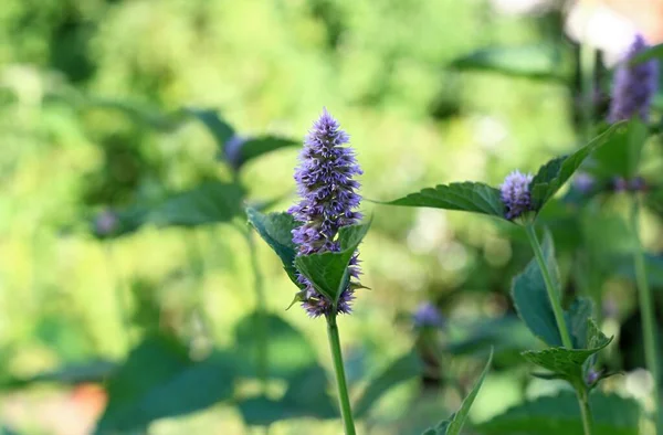 Agastache Foeniculum Also Called Giant Hyssop Indian Mint Blue Licorice — Stock Photo, Image