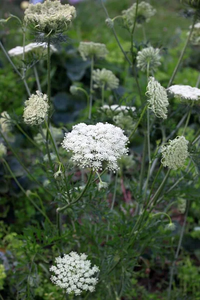 Carrot grown for seeds. Carrot flowering in the garden. Seeds can be picked-up and sowed in spring