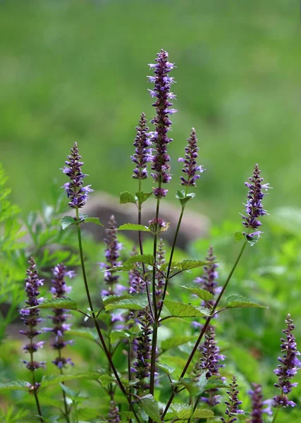 Agastache Rugosa Aromatic Violet Blue Agastache Herb Native Asia Used — Stock Photo, Image