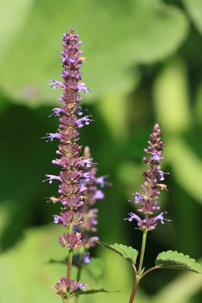 Agastache Rugosa Aromatic Violet Blue Agastache Herb Native Asia Used — Stockfoto