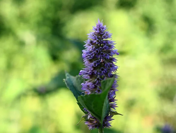 Agastache Foeniculum Also Called Giant Hyssop Indian Mint Blue Licorice — Stock Photo, Image