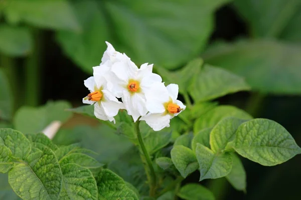 Detail Potato Flower Head Healthy Potato Plants Growing Organic Garden — Stock Photo, Image