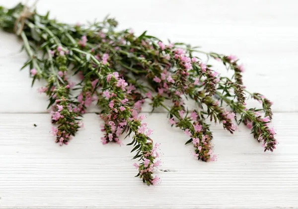 Bunch Fresh Pink Hyssop Lat Hyssopus Officinalis Beautiful Hyssop Flowers — 图库照片