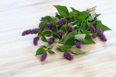 Beautiful Agastache foeniculum in bloom on a table. Folk medicinal herb with strong taste and aroma is good for the stomach and lungs.