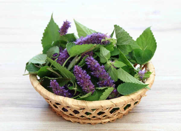 Beautiful Agastache Foeniculum Bloom Basket Folk Medicinal Herb Strong Taste — Stock Photo, Image