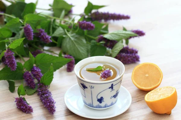 Herbal Tea Medicinal Herb Agastache Foeniculum Also Called Giant Hyssop — Stockfoto