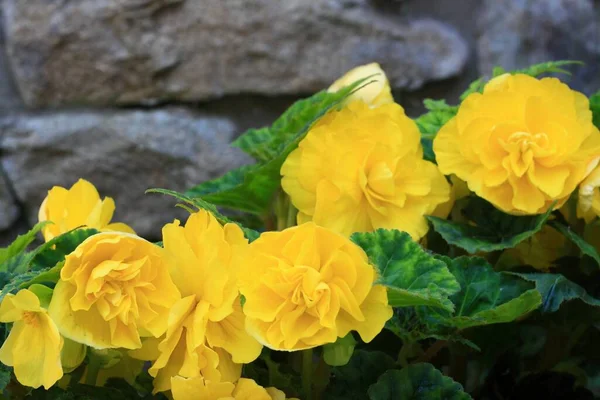 Beautiful yellow begonia flowers in the garden. Focus of begonia flower heads in the garden, perennial plant, natural light, stone wall at the back.