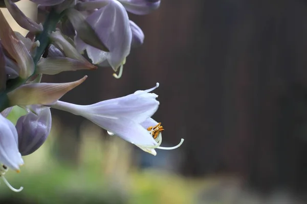 Bahçedeki Güzel Leylak Hosta Plantaginea Çiçeğinin Yakın Çekimi Hosta Funkie — Stok fotoğraf