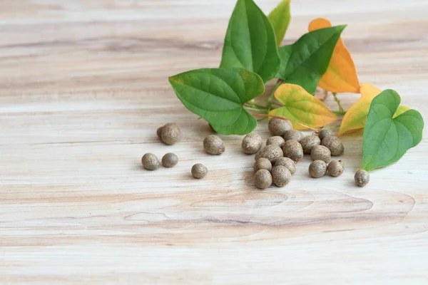 Bulbils harvested in autumn from Chinese yam, lat. Dioscorea opposita. Bulbils and leaves of Chinese yam on wooden table. Bulbils can be eaten and can be planted in spring.