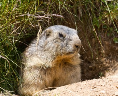 Groundhog den önünde