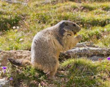 Groundhog den önünde
