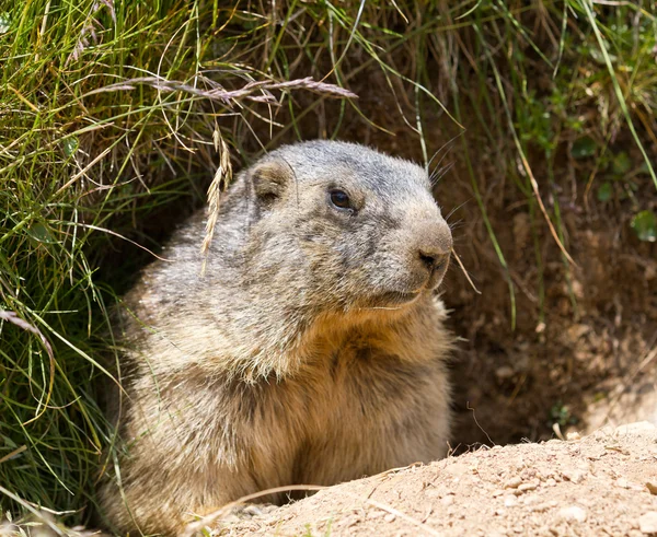 Marmotte devant la tanière — Photo