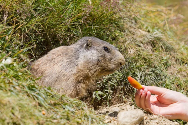 Marmota selvagem alimentada por toursit — Fotografia de Stock