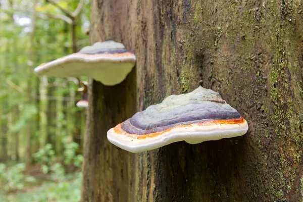 Champignons arboricoles en forêt — Photo