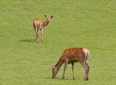 dişi kırmızı geyik otlatma.