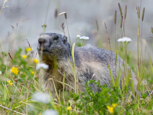 Groundhog on alpine flower meadow — Stock Photo, Image