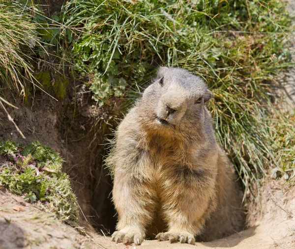 Groundhog na frente da cova — Fotografia de Stock