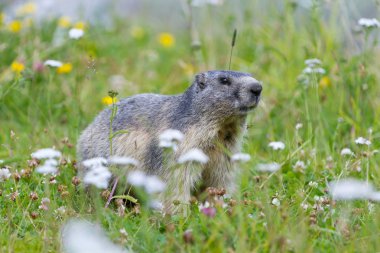 groundhog on alpine flower meadow clipart