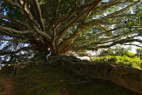 Mulher senta-se sob grande árvore com enormes raízes de ar — Fotografia de Stock