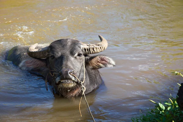 Búfalo de agua —  Fotos de Stock