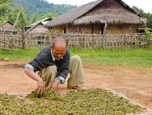 Bybo torkar te blad i burma — Stockfoto