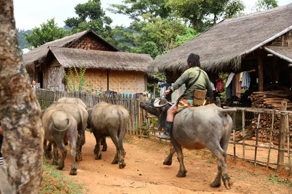 Villager drives water buffalos — Stock Photo, Image
