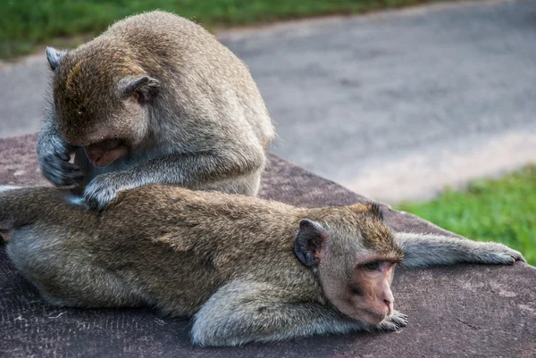 Monkey groming monkey, Ангкор, Камбодия Стоковая Картинка