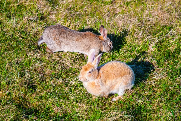 Two hares in their natural habitat, Iceland — Stock Photo, Image